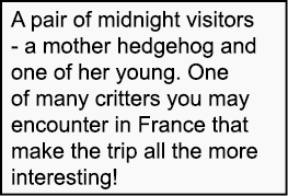 A pair of midnight visitors - a mother hedgehog and one of her young. One of many critters you may encounter in Franc...