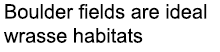 Boulder fields are ideal wrasse habitats