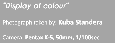 “Display of colour” Photograph taken by: Kuba Standera Camera: Pentax K-5, 50mm, 1/100sec