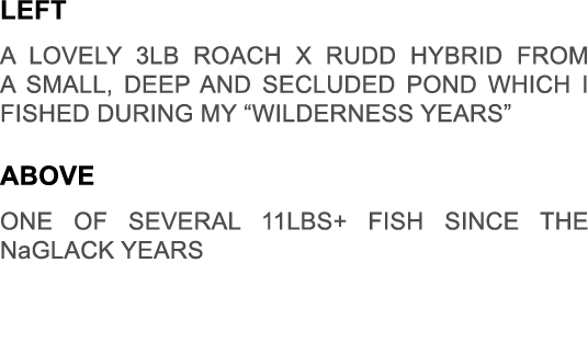 Left A lovely 3lb roach x rudd hybrid from a small, deep and secluded pond which i fished during my “wilderness years...
