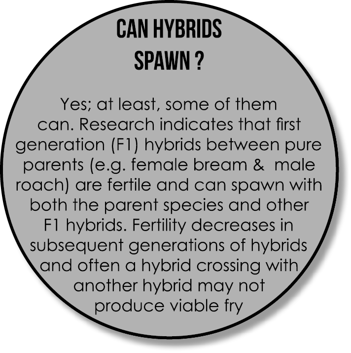 Can hybrids spawn ? Yes; at least, some of them can. Research indicates that first generation (F1) hybrids between pu...