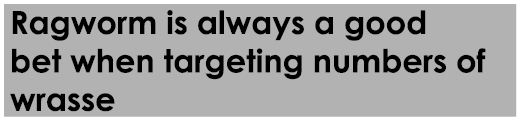 Ragworm is always a good bet when targeting numbers of wrasse