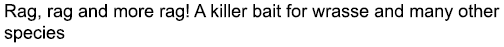 Rag, rag and more rag! A killer bait for wrasse and many other species