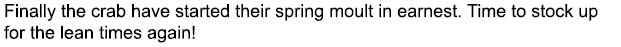 Finally the crab have started their spring moult in earnest. Time to stock up for the lean times again!