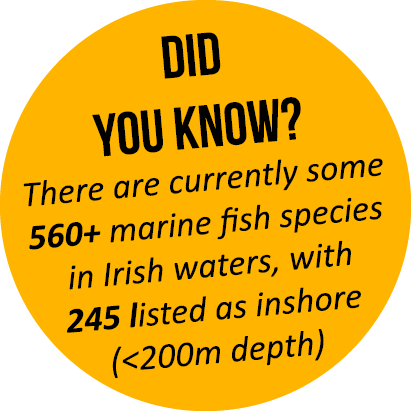  Did you know? There are currently some 560+ marine fish species in Irish waters, with 245 listed as inshore (<200m d...
