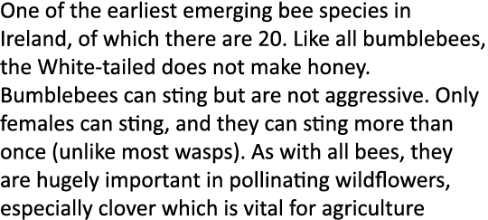 One of the earliest emerging bee species in Ireland, of which there are 20. Like all bumblebees, the White-tailed doe...