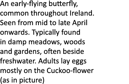 An early-flying butterfly, common throughout Ireland. Seen from mid to late April onwards. Typically found in damp me...