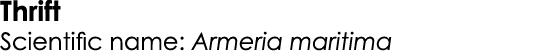 Thrift Scientific name: Armeria maritima