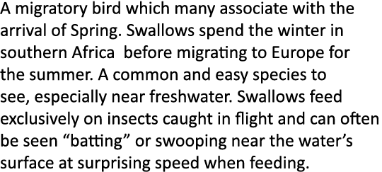 A migratory bird which many associate with the arrival of Spring. Swallows spend the winter in southern Africa before...