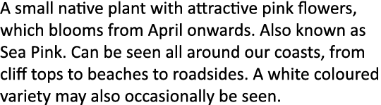 A small native plant with attractive pink flowers, which blooms from April onwards. Also known as Sea Pink. Can be se...