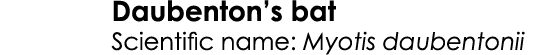 Daubenton’s bat Scientific name: Myotis daubentonii