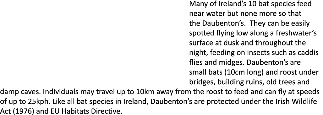 Many of Ireland’s 10 bat species feed near water but none more so that the Daubenton’s. They can be easily spotted fl...