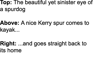 Top: The beautiful yet sinister eye of a spurdog Above: A nice Kerry spur comes to kayak... Right: ...and goes straig...