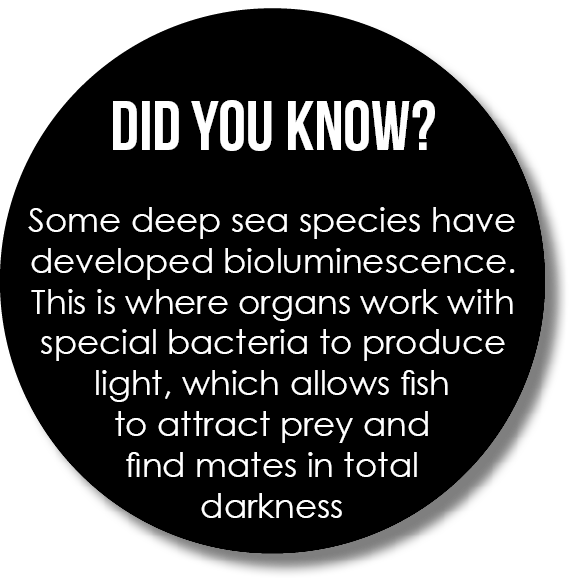  Did you know? Some deep sea species have developed bioluminescence. This is where organs work with special bacteria ...