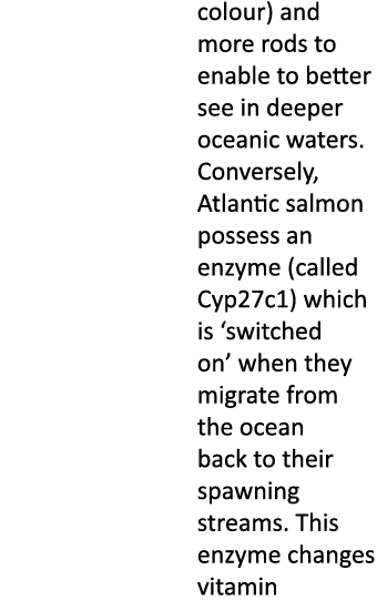 colour) and more rods to enable to better see in deeper oceanic waters. Conversely, Atlantic salmon possess an enzyme...