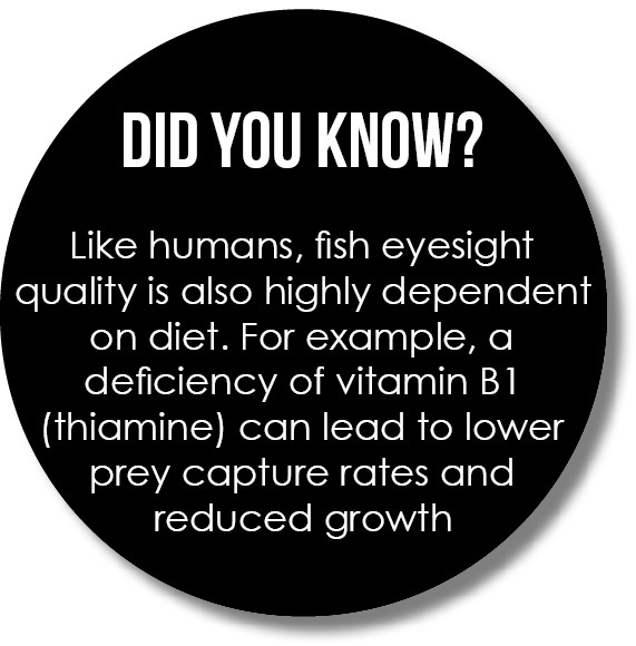  Did you know? Like humans, fish eyesight quality is also highly dependent on diet. For example, a deficiency of vita...