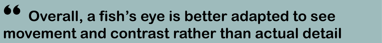 “ Overall, a fish’s eye is better adapted to see movement and contrast rather than actual detail