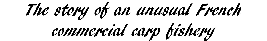 The story of an unusual French commercial carp fishery 