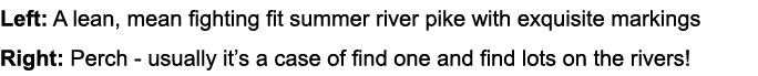 Left: A lean, mean fighting fit summer river pike with exquisite markings Right: Perch - usually it’s a case of find ...