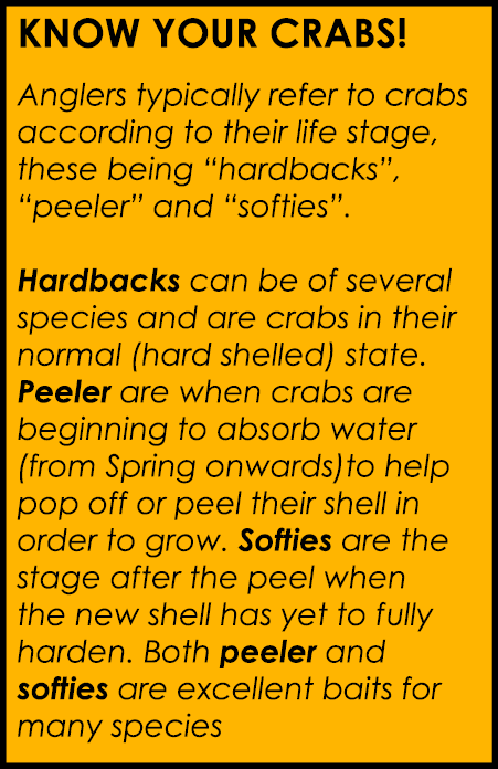 Know your crabs! Anglers typically refer to crabs according to their life stage, these being “hardbacks”, “peeler” an...