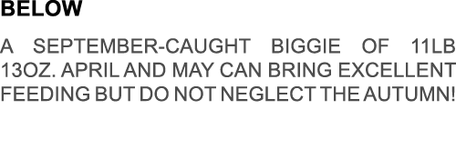 below A september-caught biggie of 11lb 13oz. April and may can bring excellent feeding but do not neglect the autumn!