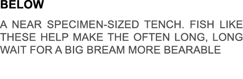 below a near specimen-sized tench. fish like these help make the often long, long wait for a big bream more bearable