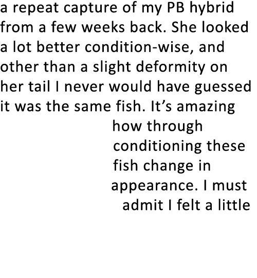 a repeat capture of my PB hybrid from a few weeks back. She looked a lot better condition-wise, and other than a slig...