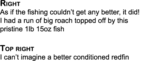 Right As if the fishing couldn’t get any better, it did! I had a run of big roach topped off by this pristine 1lb 15o...