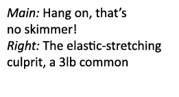 Main: Hang on, that’s no skimmer! Right: The elastic-stretching culprit, a 3lb common
