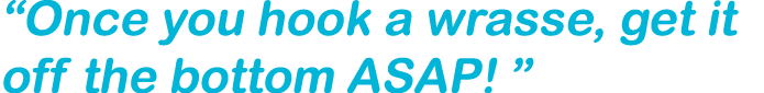 “Once you hook a wrasse, get it off the bottom ASAP! ”