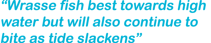 “Wrasse fish best towards high water but will also continue to bite as tide slackens”