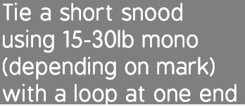 Tie a short snood using 15-30lb mono (depending on mark) with a loop at one end