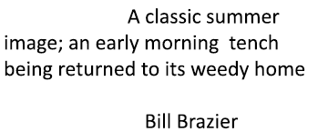 Cover shot: A classic summer image; an early morning tench being returned to its weedy home Photo credit: Bill Brazier
