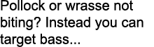 Pollock or wrasse not biting? Instead you can target bass...