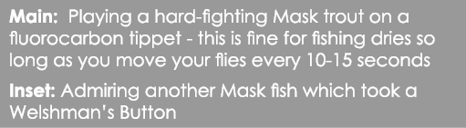 Main: Playing a hard-fighting Mask trout on a fluorocarbon tippet - this is fine for fishing dries so long as you mov...