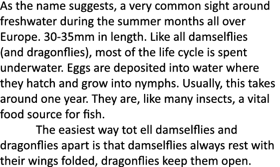 As the name suggests, a very common sight around freshwater during the summer months all over Europe. 30-35mm in leng...