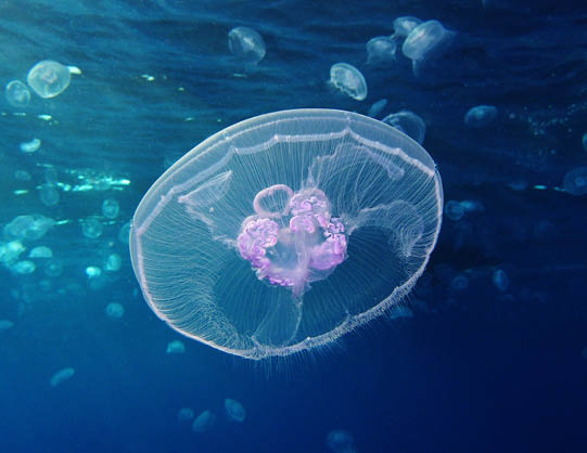 Moon jellyfish [Red Sea, Egypt]
