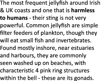 The most frequent jellyfish around Irish & UK coasts and one that is harmless to humans - their sting is not very pow...