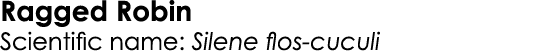 Ragged Robin Scientific name: Silene flos-cuculi