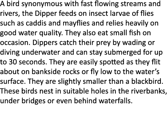 A bird synonymous with fast flowing streams and rivers, the Dipper feeds on insect larvae of flies such as caddis and...