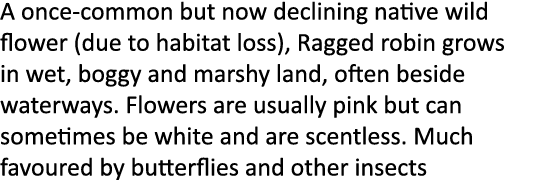 A once-common but now declining native wild flower (due to habitat loss), Ragged robin grows in wet, boggy and marshy...