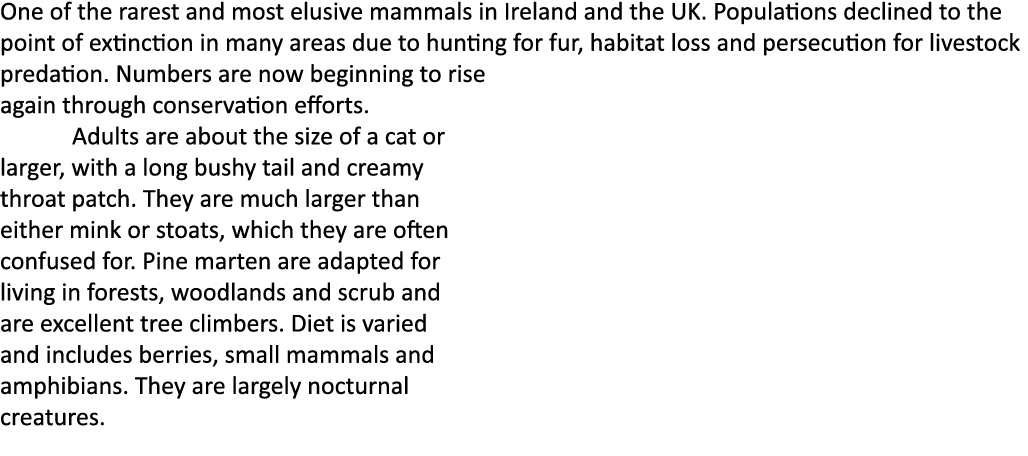 One of the rarest and most elusive mammals in Ireland and the UK. Populations declined to the point of extinction in ...