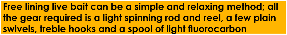 Free lining live bait can be a simple and relaxing method; all the gear required is a light spinning rod and reel, a ...