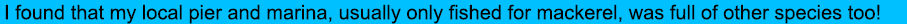 I found that my local pier and marina, usually only fished for mackerel, was full of other species too!