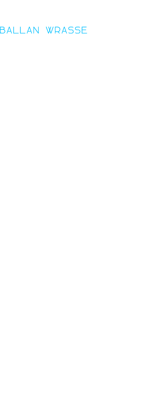 and cod on lures. The end result was always the same - I enjoyed whatever I caught. ballan wrasse  Recently I have be...