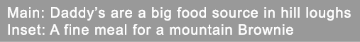 Main: Daddy’s are a big food source in hill loughs Inset: A fine meal for a mountain Brownie