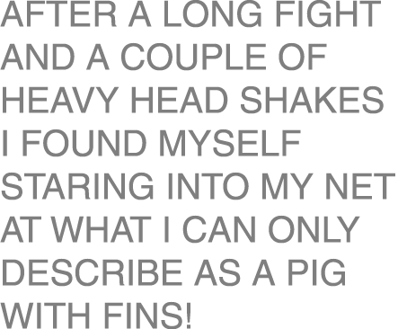 After a long fight and a couple of heavy head shakes I found myself staring into my net at what I can only describe a...