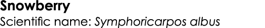 Snowberry Scientific name: Symphoricarpos albus
