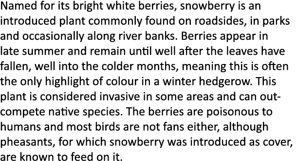 Named for its bright white berries, snowberry is an introduced plant commonly found on roadsides, in parks and occasi...