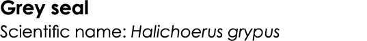 Grey seal Scientific name: Halichoerus grypus
